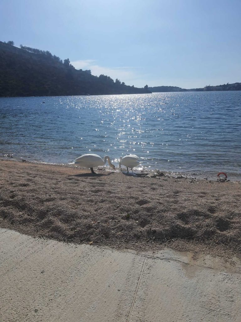 rogoznica beach house beach